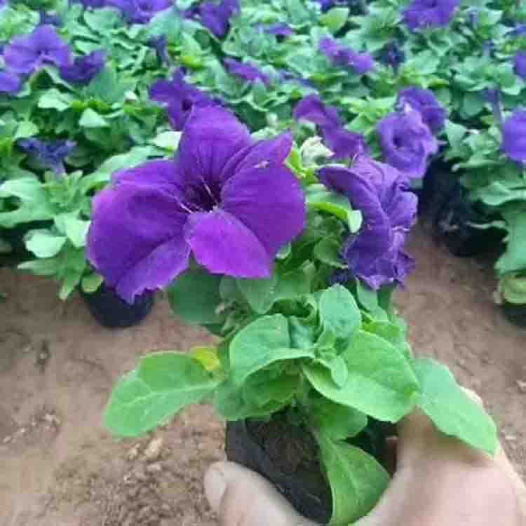牵牛花 出售多种花色盆栽小苗