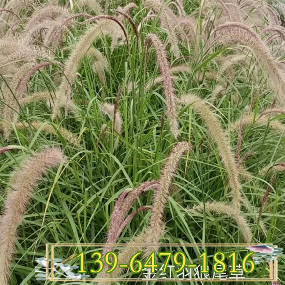 金红羽狼尾草营养杯苗价格 山东狼尾草供应 金红羽狼尾草小苗培育基地