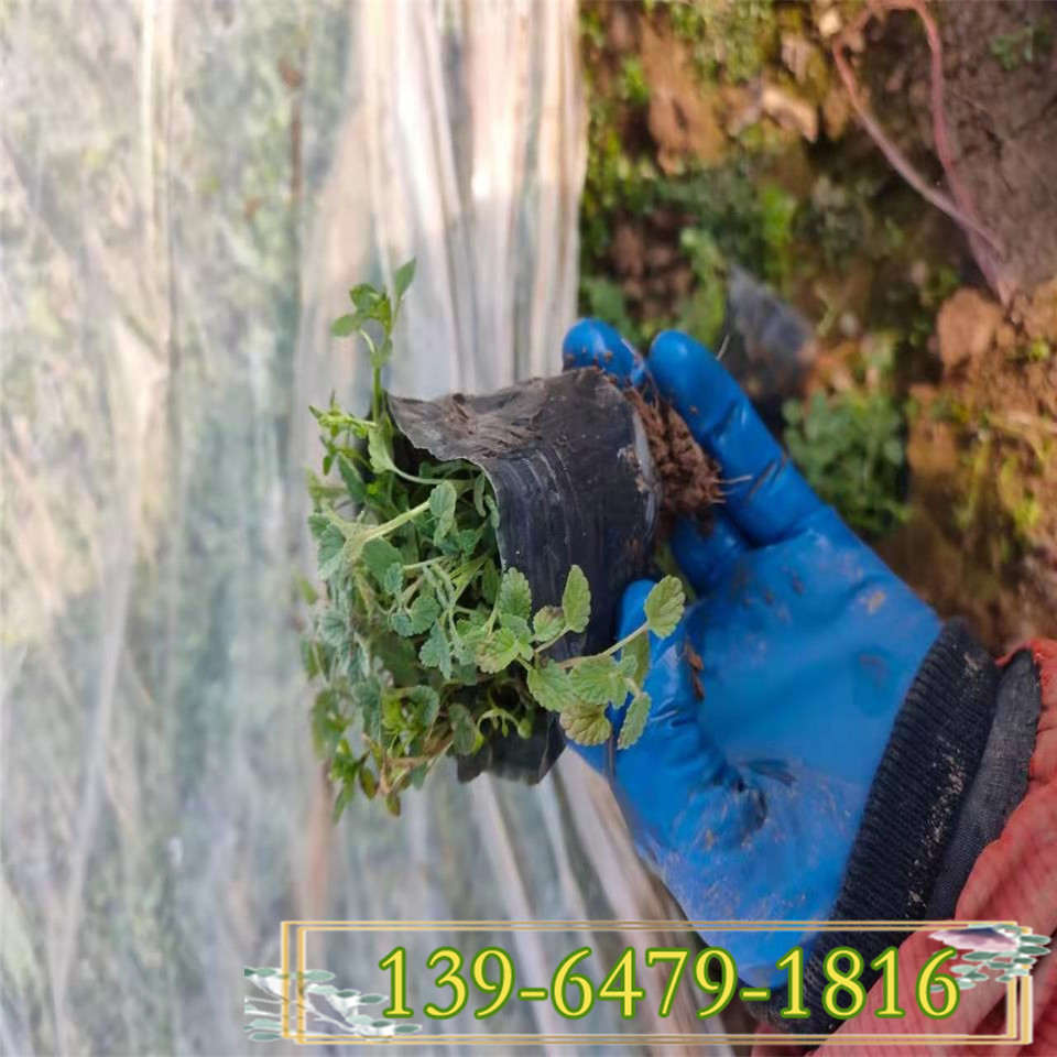 荆芥花苗 多年生草本荆芥小杯苗 青州花卉基地现货供应猫草