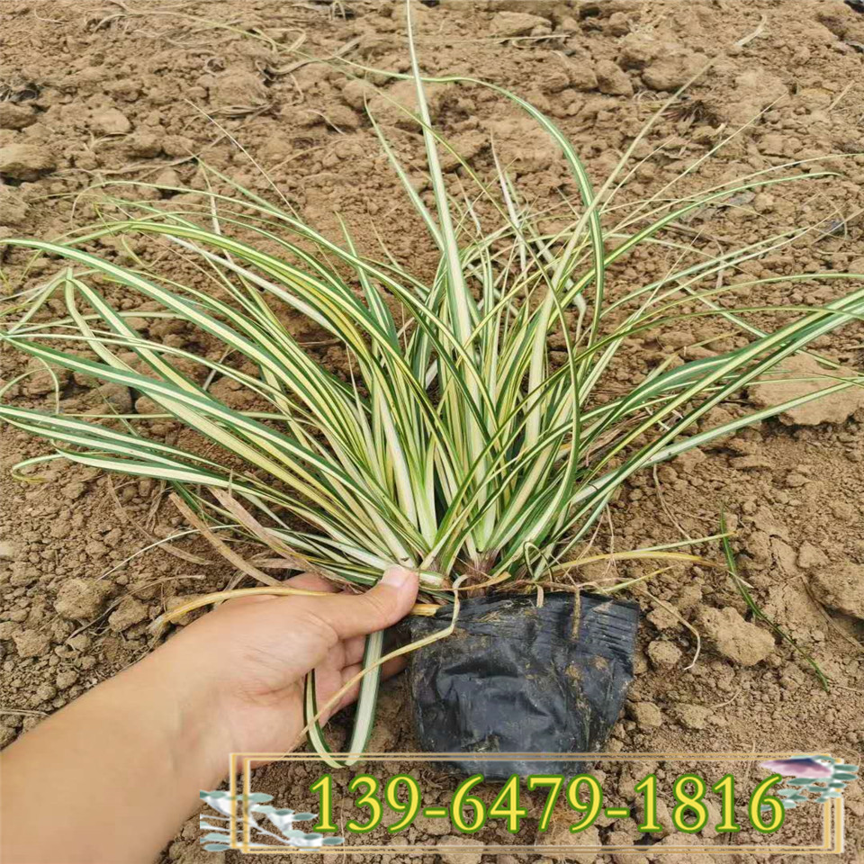 黄金苔草小杯苗 黄金苔草双色杯 青州供应商