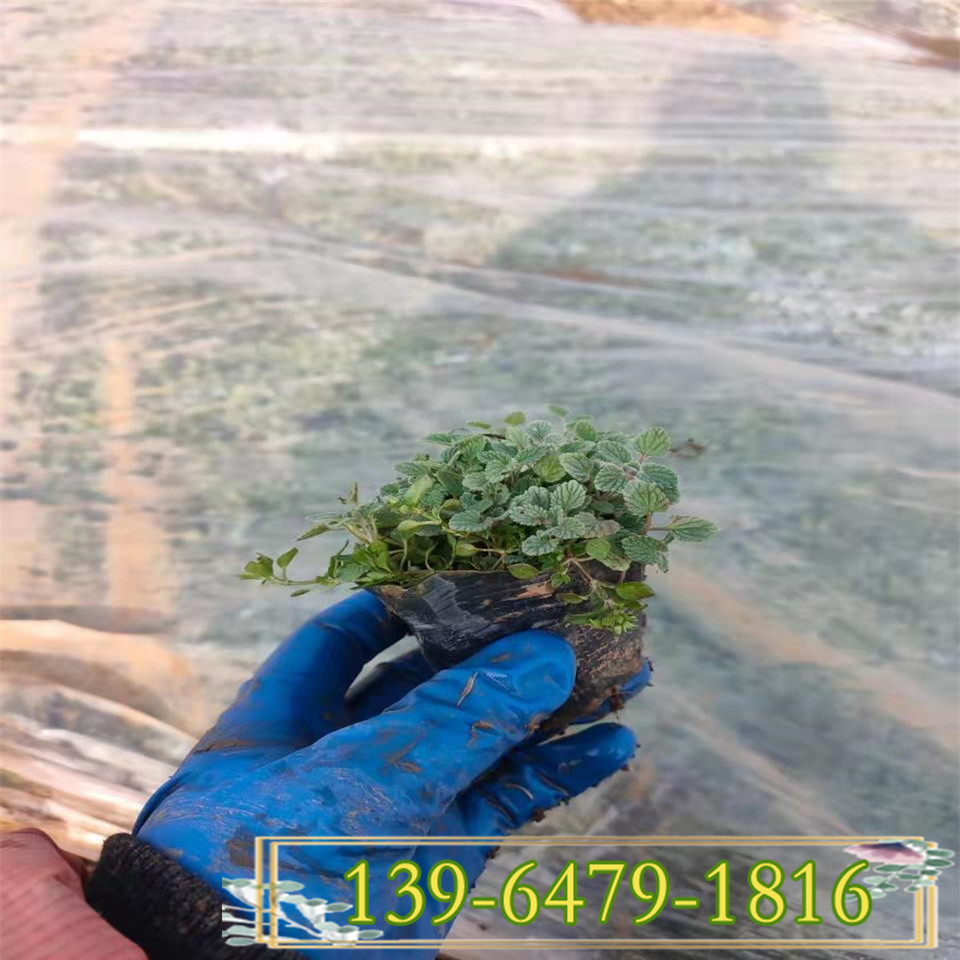 宿根花卉荆芥小苗盆栽 荆芥营养钵苗 青州种植供应批发