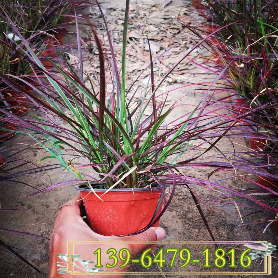 红叶观赏狼尾草小苗 多年生火焰狼尾草带土苗  青州基地供应