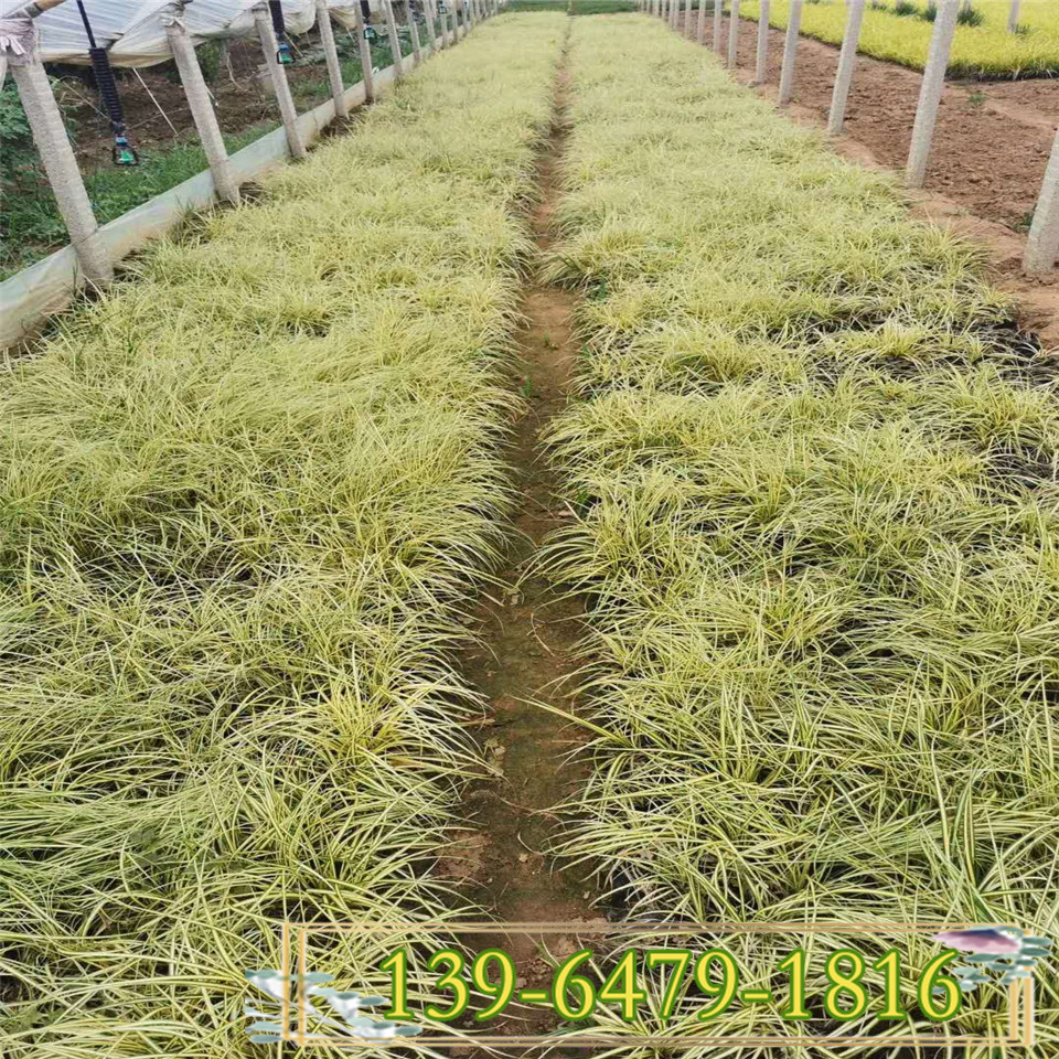 黄金苔草营养杯苗批发价 金丝苔草图片 青州金叶苔草小苗