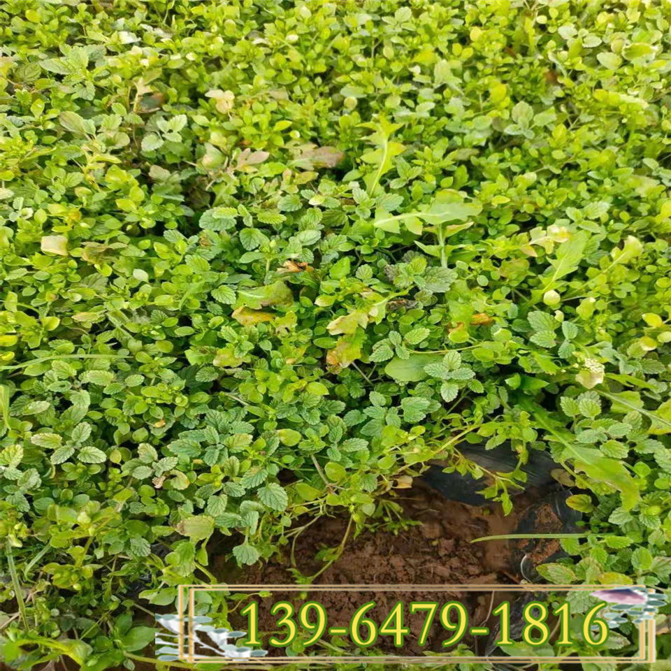 批发青州猫薄荷小苗植物 青叶荆芥小杯苗 量大价优