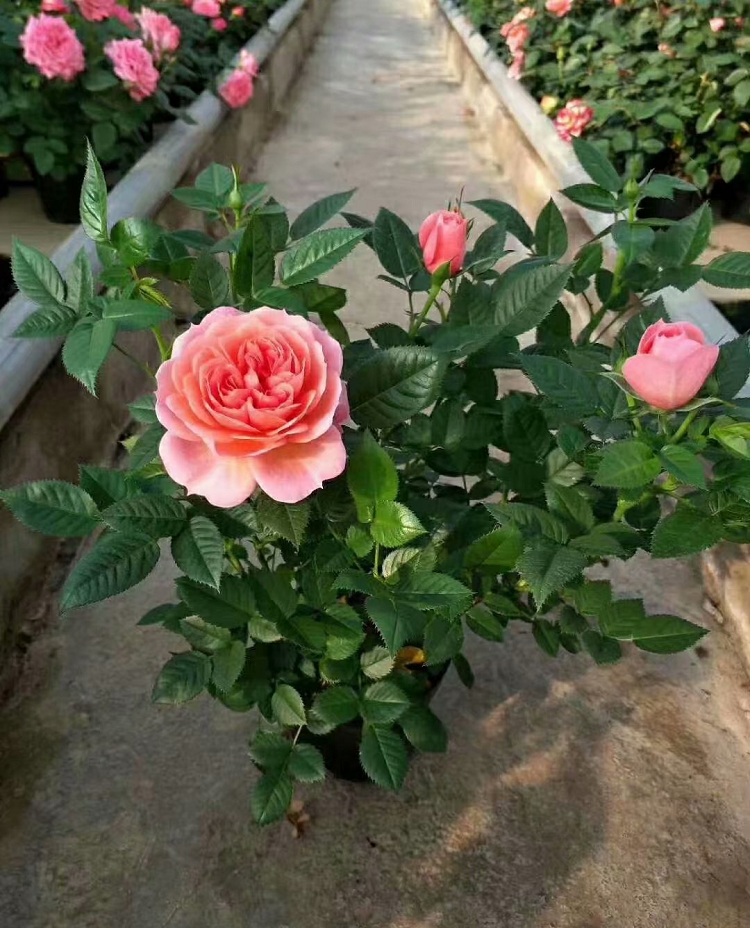 香水月季批发 山东月月红价格 观赏月季种植基地