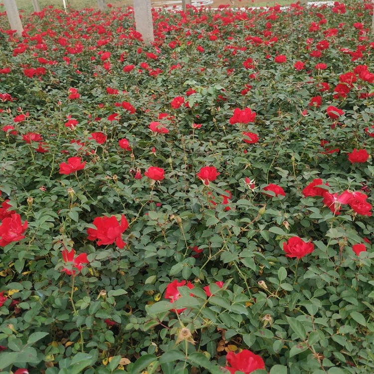 山东地被月季花苗批发 供应地被月季 山东月季花种植地