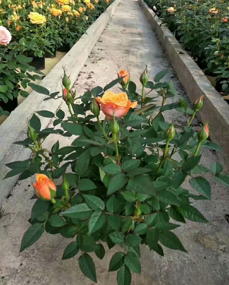 多色大花月季价格
