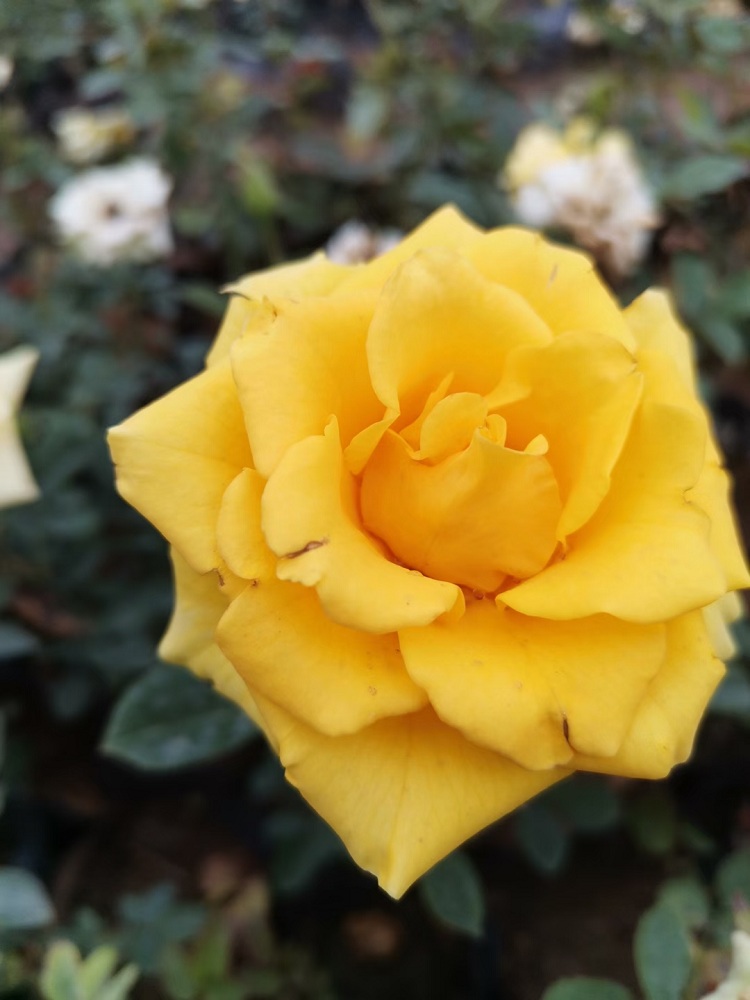 大花月季批发 黄花月季价格