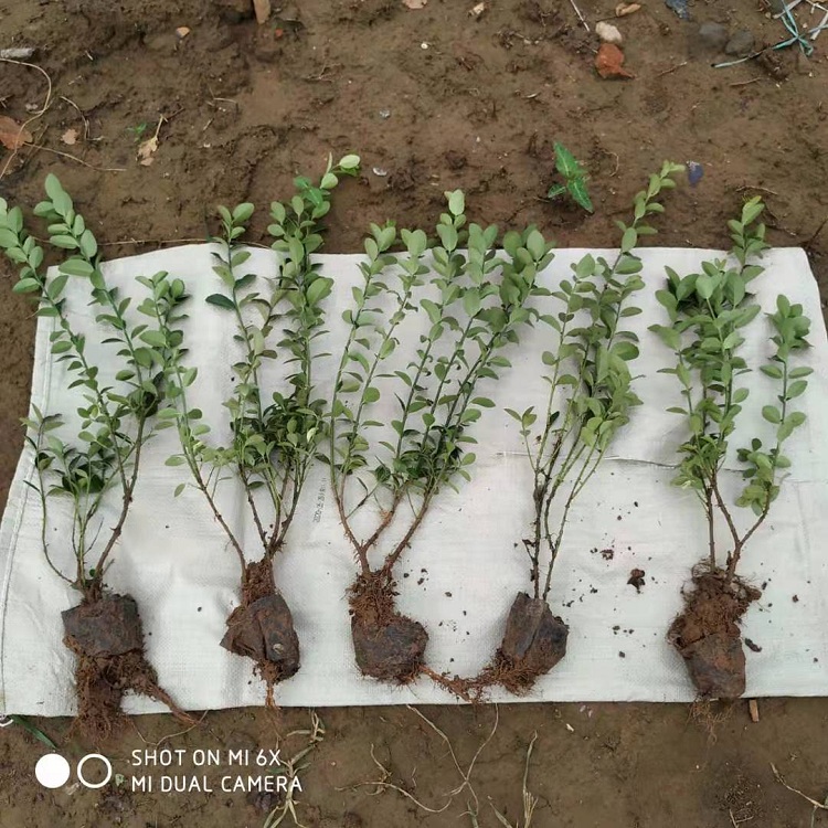 卫矛批发 胶东卫矛价格 攀援卫矛种植基地 多分枝卫矛