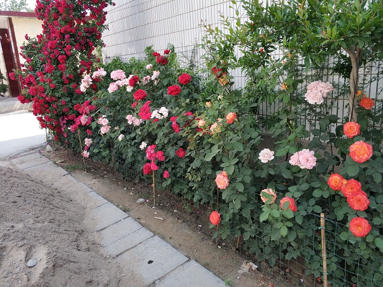 营养袋多色月季花批发 盆栽大花月季价格 小盆大花香水月季基地