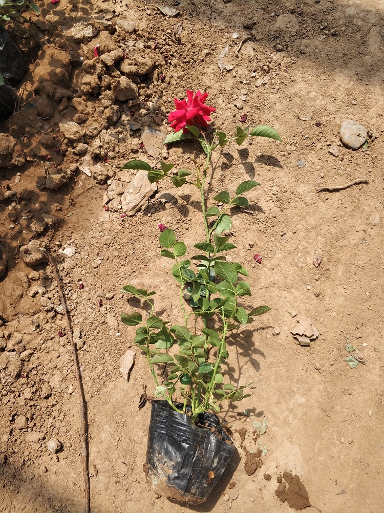 基地供应地被月季 各种颜色月季 各种规格 量大优惠