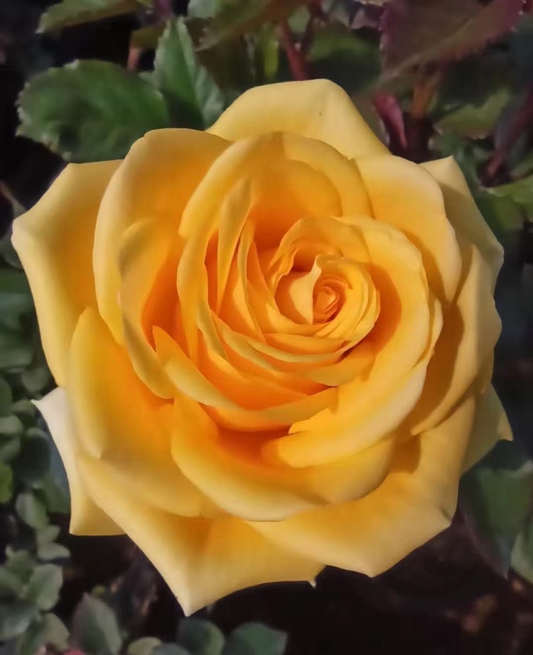 月季花批发