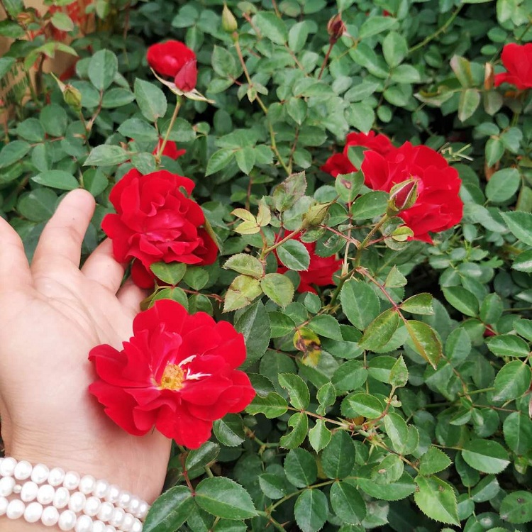 山东月季花批发 月季花供应商 地被月季价格