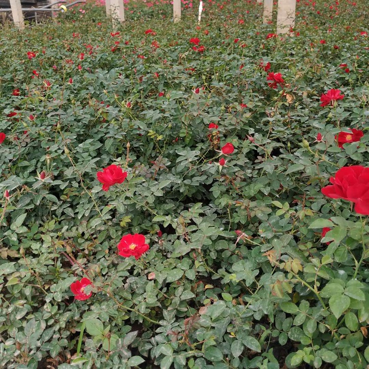 月季花 地被月季 山东月季苗基地直销