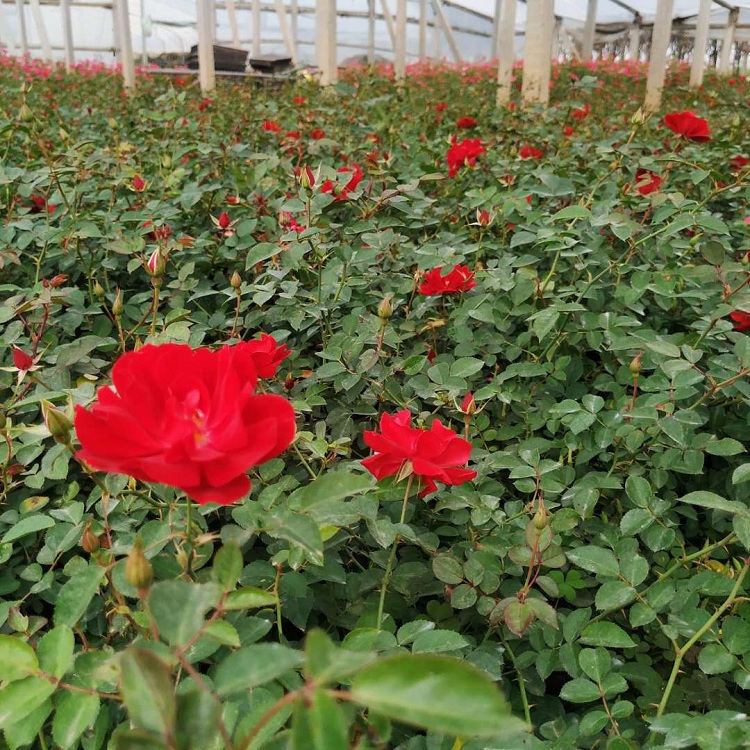 多个品种月季花 绿化地被月季工程苗 营养袋大花月季