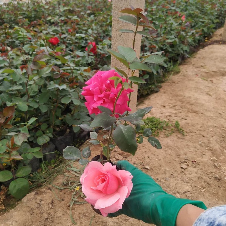 多色月季花批发 多色月季苗价格 山东多色月季花苗