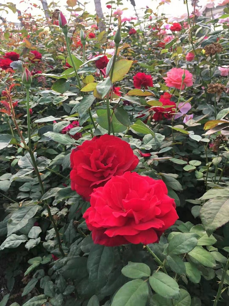 地被月季 盆栽月季花价格 地被月季花苗价格