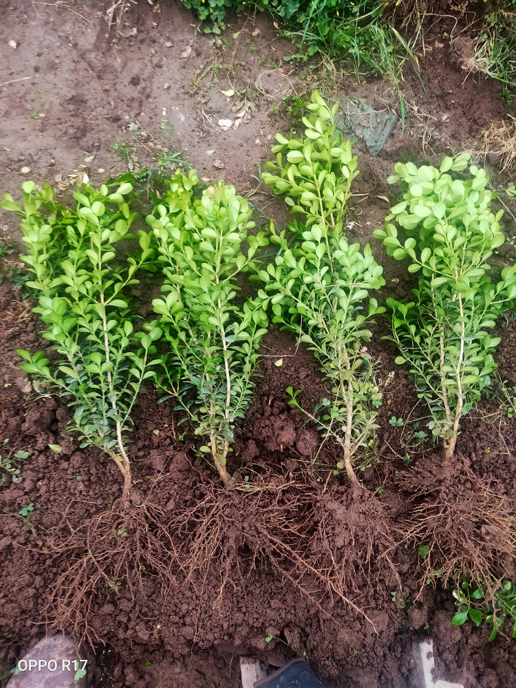 营养钵小叶黄杨价格 黄杨种植基地