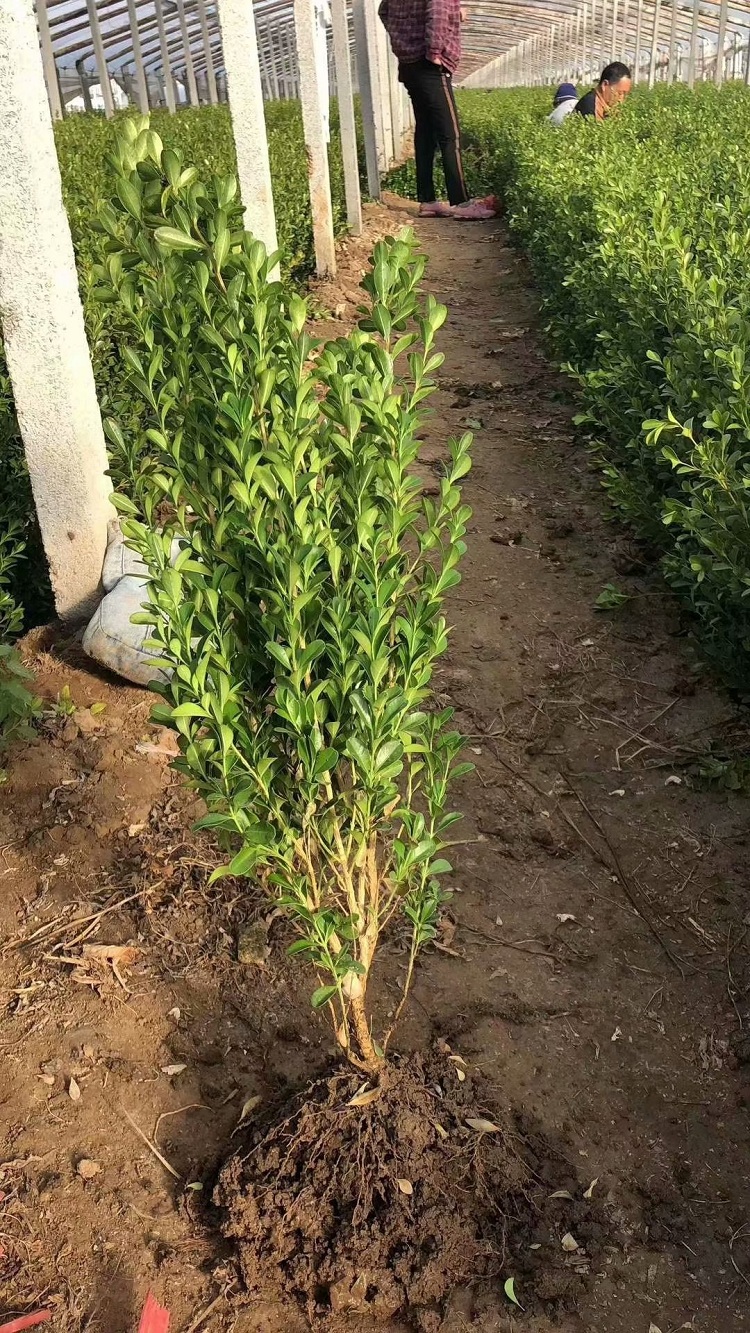 绿化用瓜子黄杨苗 工程用小叶黄杨苗价格 青州黄杨种植基地 