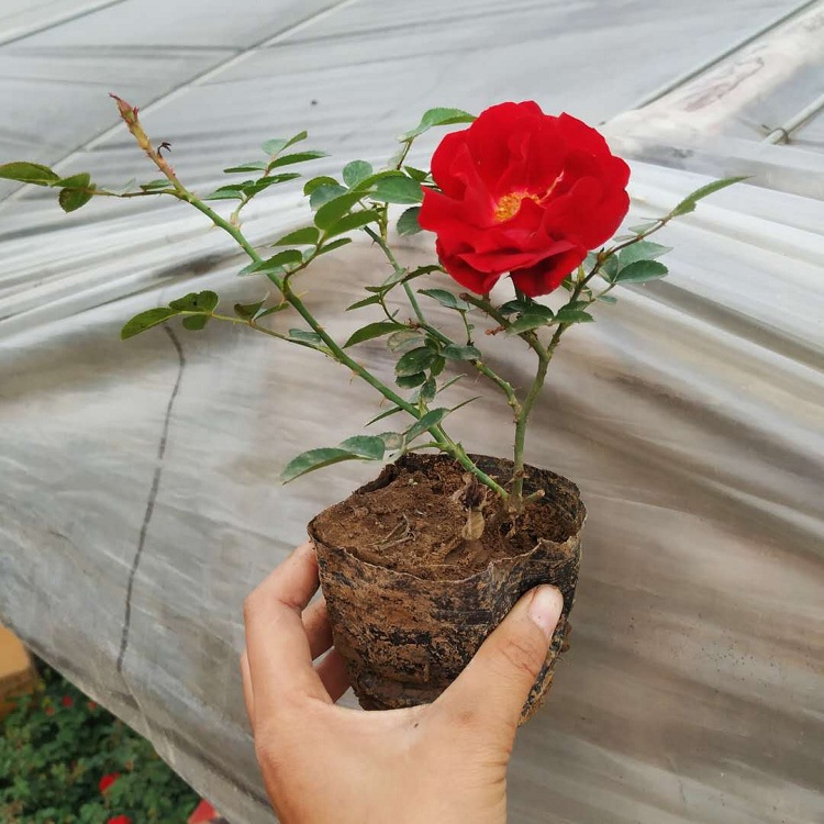 地被月季花苗