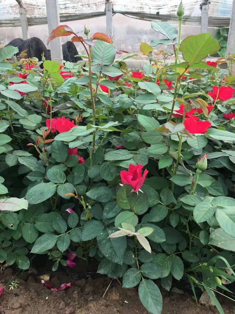 供应两年生地被月季 多年生地被月季花批发 地被月季苗种植基地