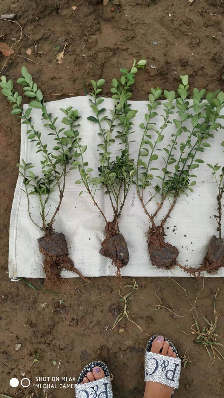 大冠幅胶东卫矛 多分枝卫矛 山东卫矛种植基地