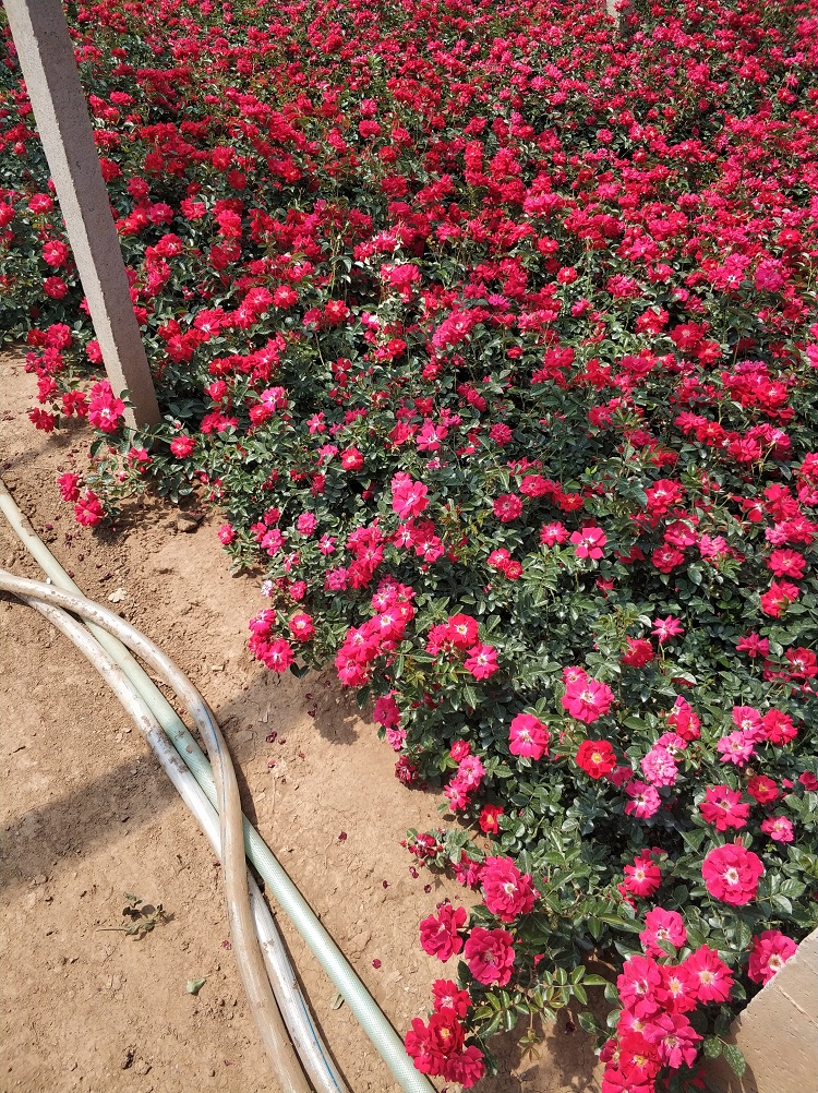 月季花苗价格 地被月季花苗基地 地被月季苗批发