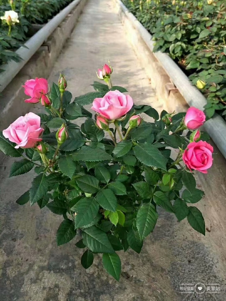 月季苗价格 香水月季花