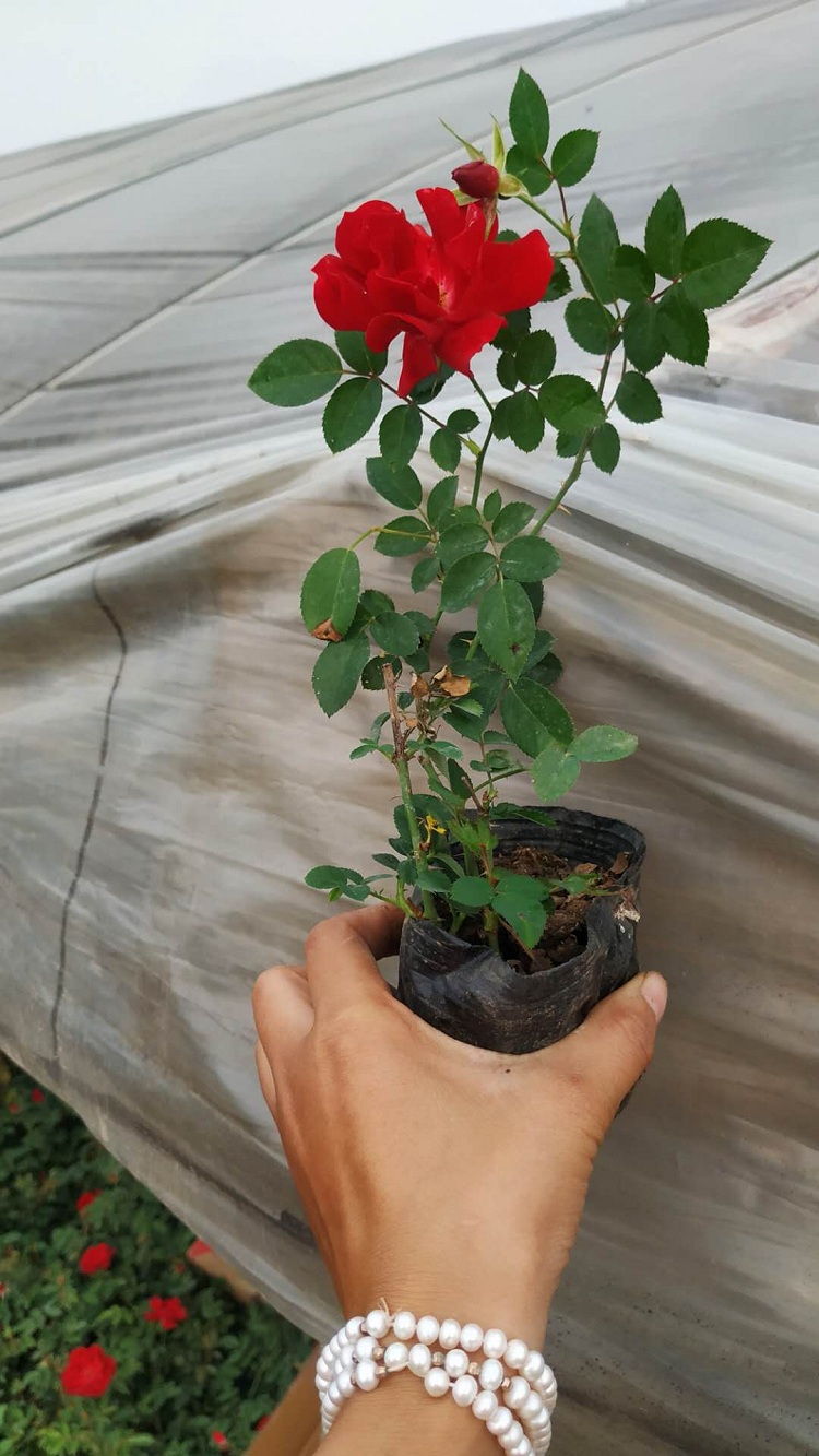 多年生地被月季花批发 营养钵地被月季价格 绿化用皮桶月季花