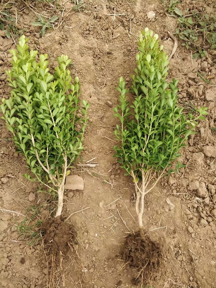 豆瓣黄杨苗价格 山东豆瓣黄杨种植基地 供应小叶黄杨