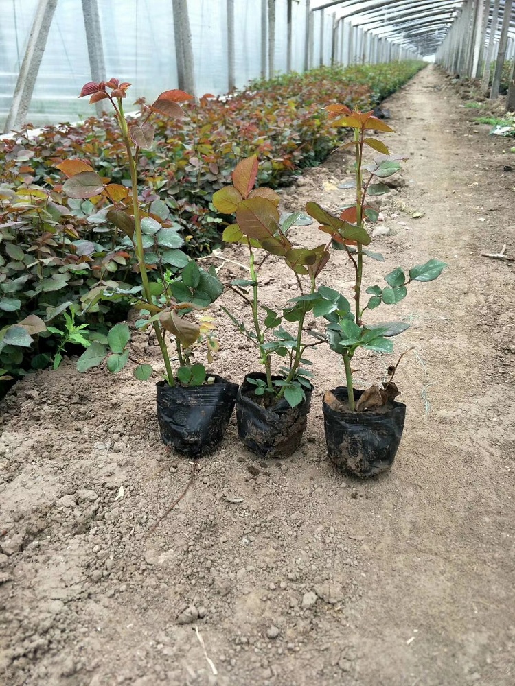 多色大花月季批发