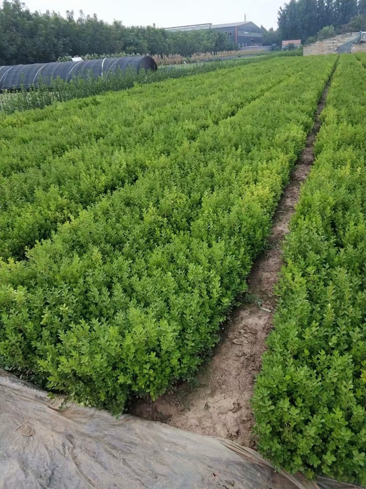 山东青州小叶黄杨 顺和花卉黄杨种植基地