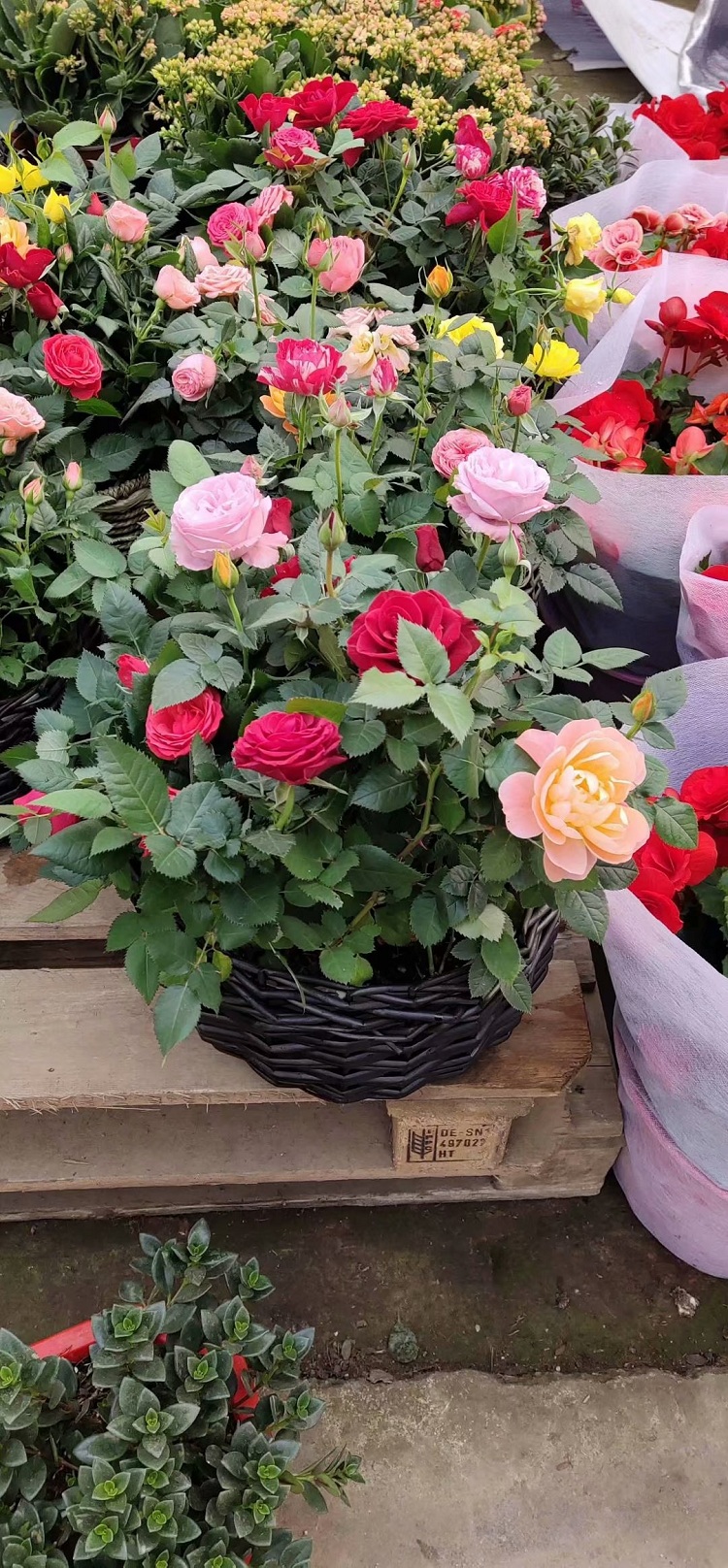 大花月季 香水月季 观赏月季 月季花种植基地