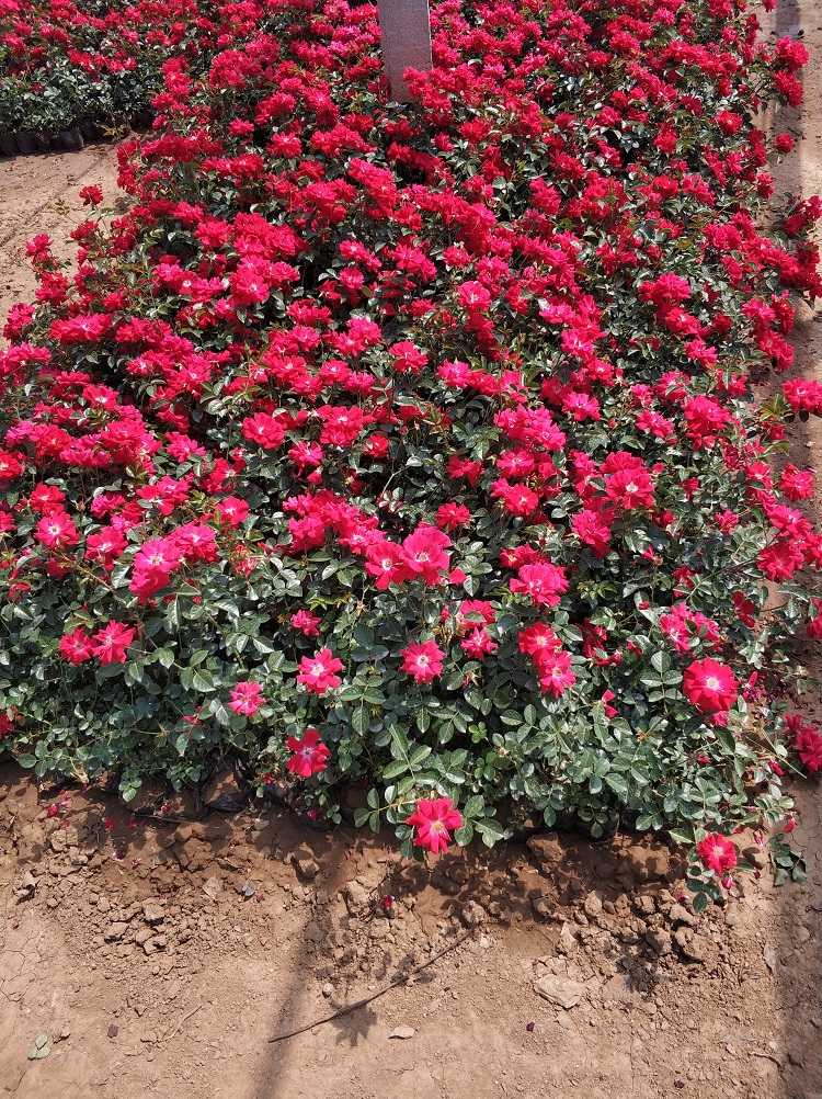 地被月季花基地 北方地被月季价格
