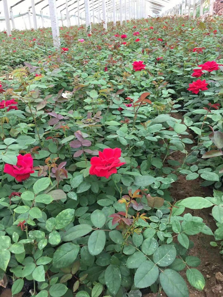 大盆地被月季花 小盆地被月季苗 多年生地被月季批发基地