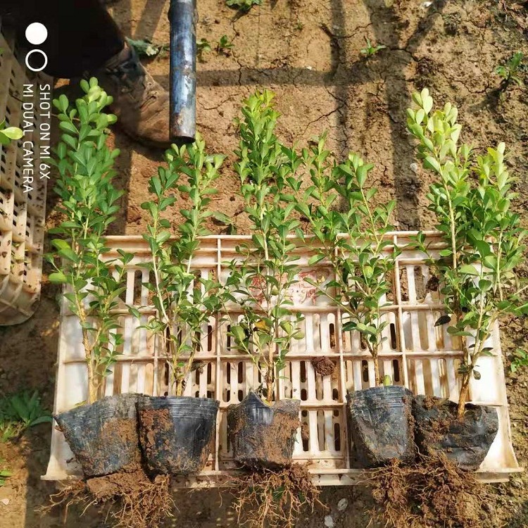 绿化用瓜子黄杨苗 工程用小叶黄杨苗价格 青州黄杨种植基地 