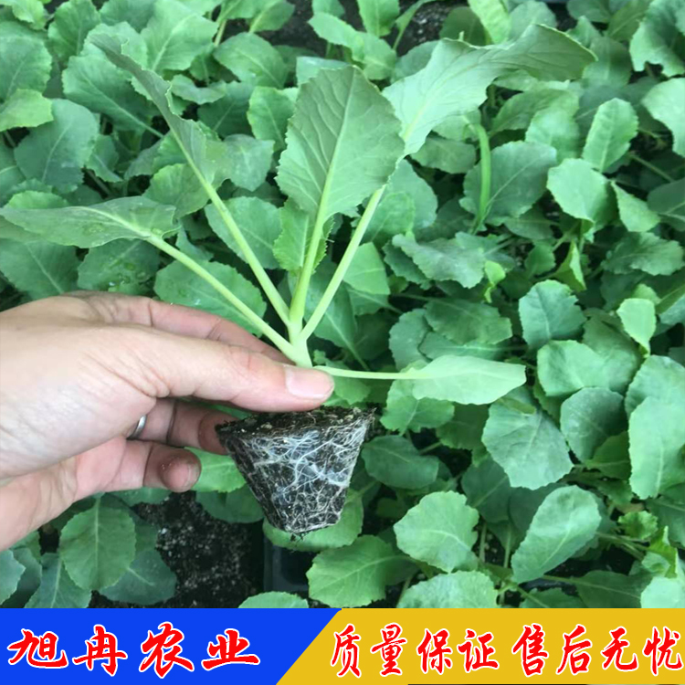 耐寒西兰花苗 耐寒甘蓝苗 耐寒花菜苗 山东育苗基地旭冉农业
