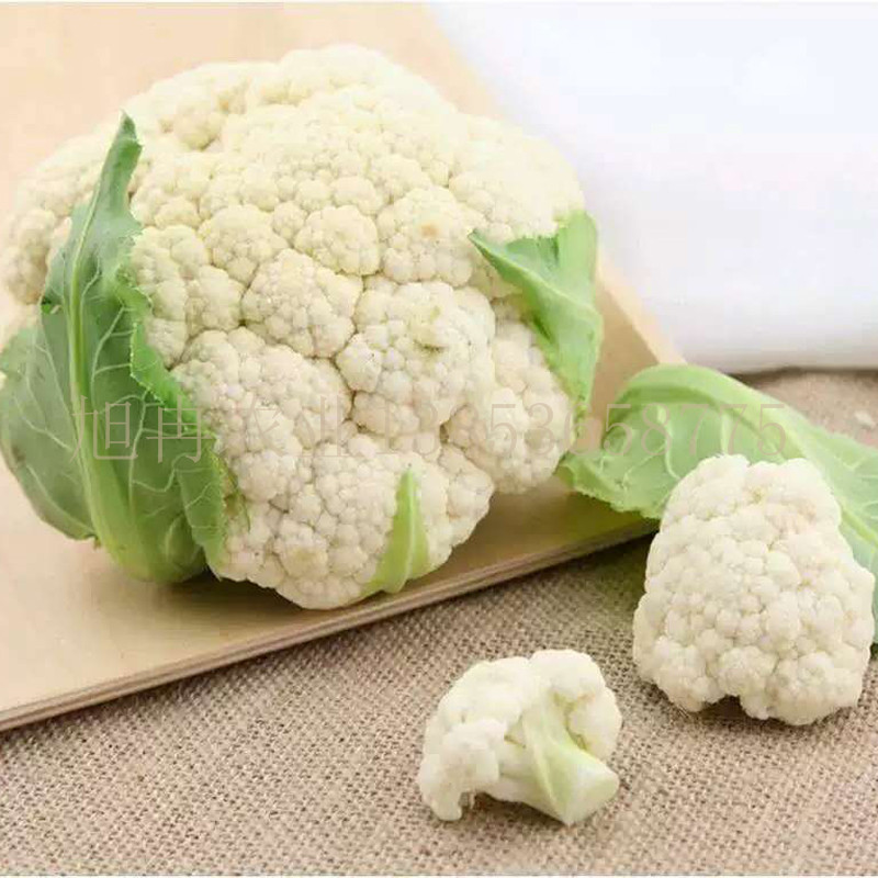 花菜苗 山东花菜育苗基地 批发花菜苗厂家 青梗散花苗 旭冉农业