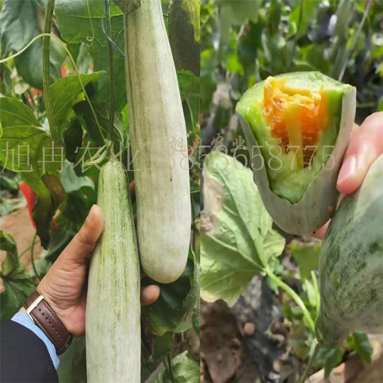 博洋系列甜瓜种苗 羊角蜜甜瓜苗 口感酥脆甜度高品相好 批发优质甜瓜苗 旭冉农业