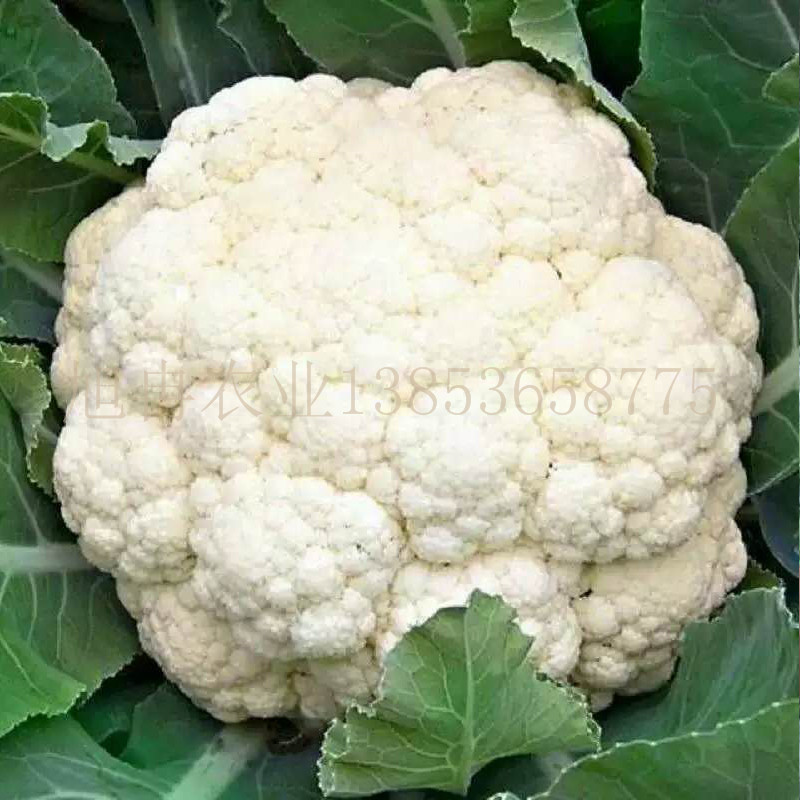白花菜苗 旭冉农业 批发花菜苗 甘兰苗 西兰花苗 山东育苗基地