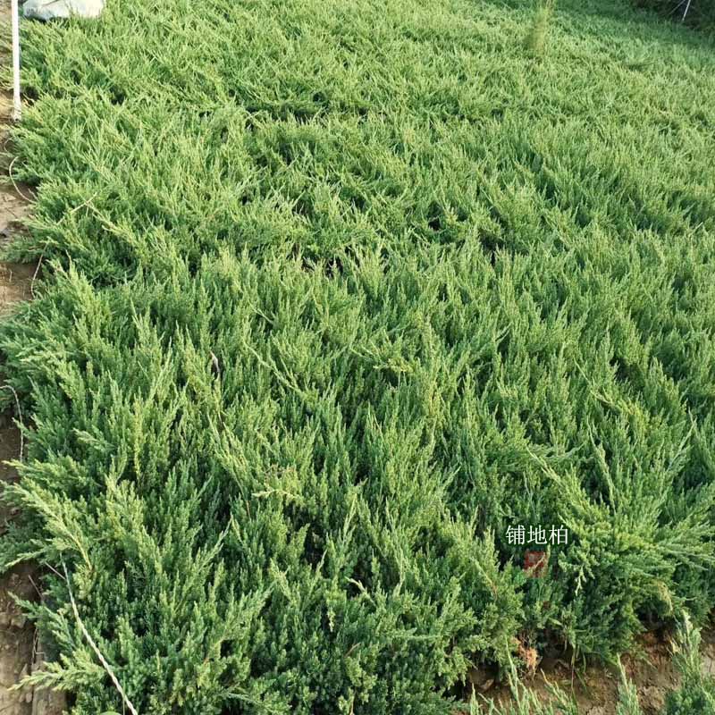 铺地柏价格 铺地柏种植基地 铺地板出售 夏杰苗木基地