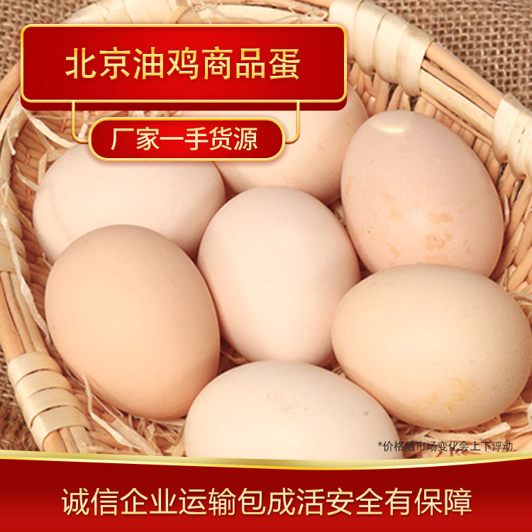 鸡蛋商品蛋 北京油鸡鸡蛋厂家大量供应油鸡商品蛋