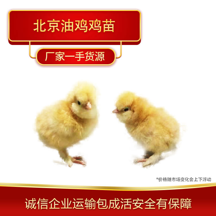 北京油鸡鸡苗批发河北鸡苗养殖场大量出售北京油鸡鸡苗