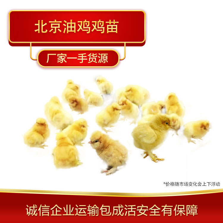 北京油鸡鸡苗孵化 油鸡鸡苗养殖 长城种禽养殖场