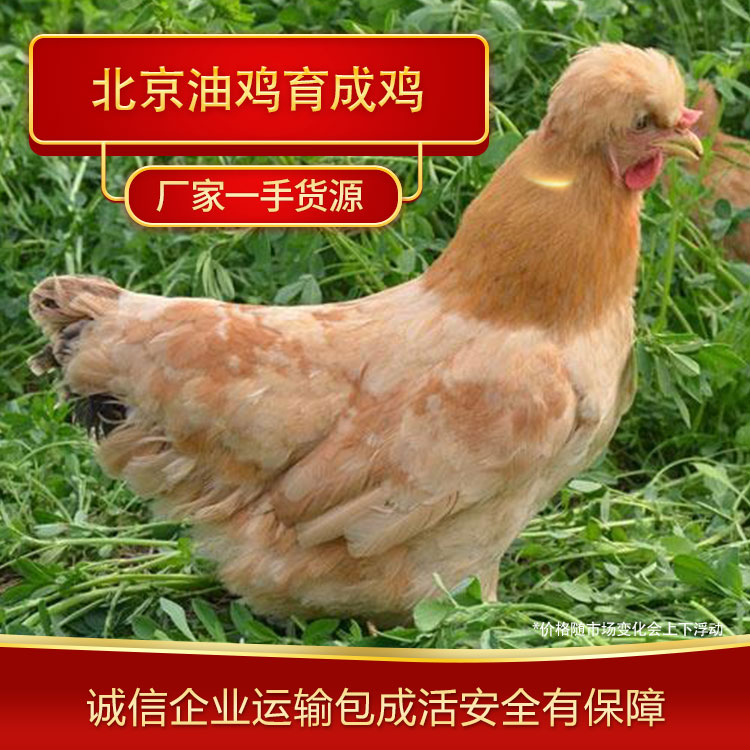 育成鸡厂家 北京油鸡育成鸡 育成鸡养殖厂家