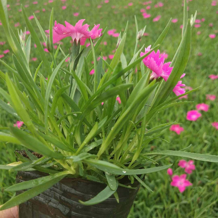 欧石竹报价 花苗欧石竹基地 欧石竹花苗发售 欢迎来电