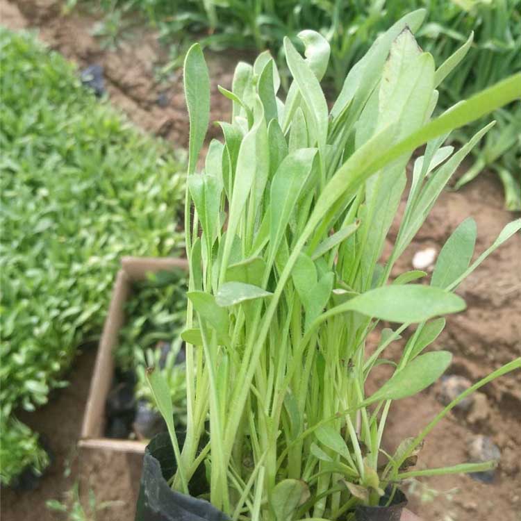 湿地绿化用金鸡菊盆栽小苗批发 春彩花卉苗木 量大价优