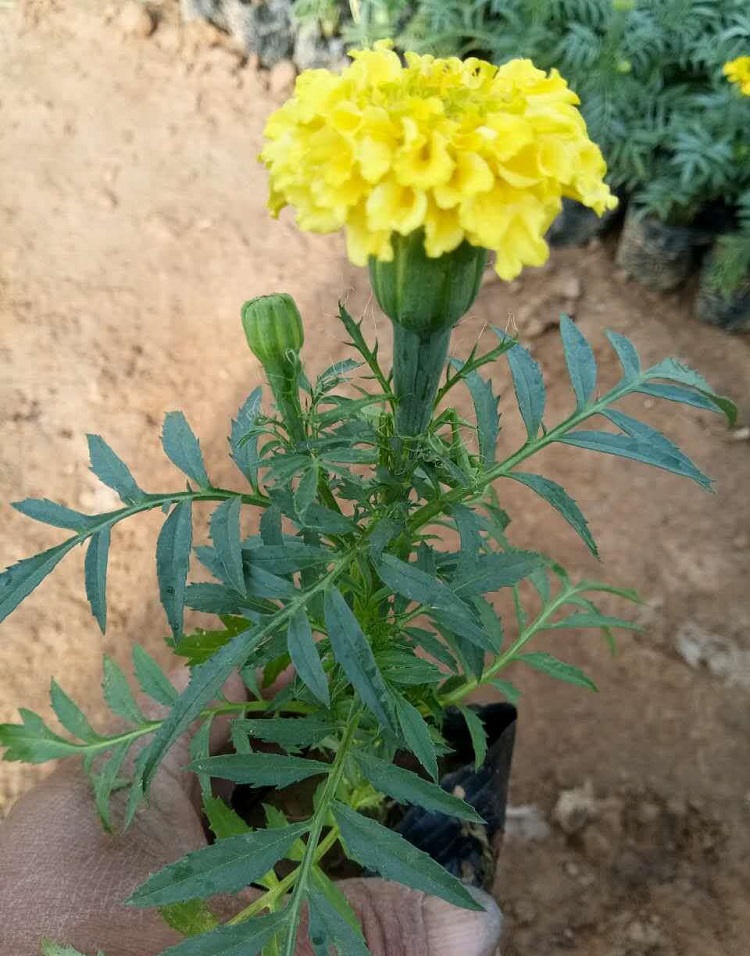 春彩花卉苗圃 孔雀草绿化苗 孔雀草绿化苗价格 花境租摆用