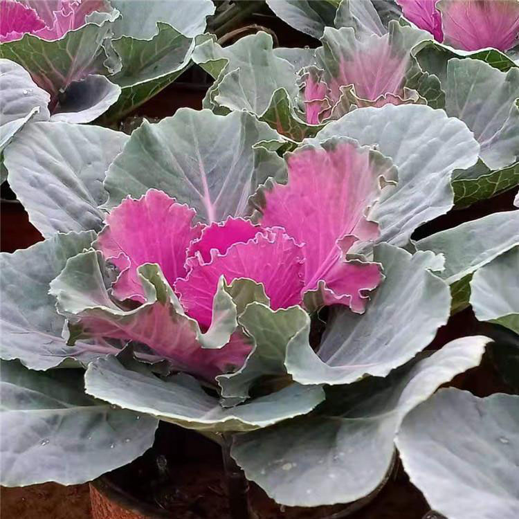 羽衣甘蓝 叶片美观耐寒观叶花苗 江苏羽衣甘蓝价格