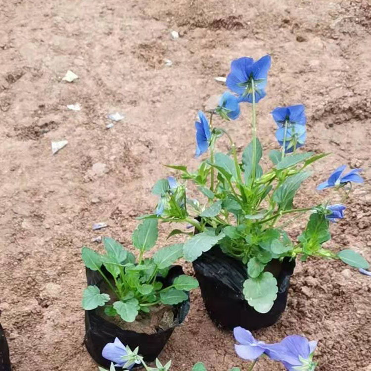 花坛周边景观绿化角堇小苗 春彩直供